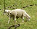 Click image for larger version. 

Name:	double-ended-sheep.jpg 
Views:	181 
Size:	288.9 KB 
ID:	963