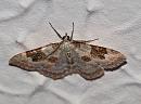 Click image for larger version. 

Name:	moth_P5287354.jpg 
Views:	449 
Size:	190.7 KB 
ID:	9890