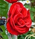 Click image for larger version. 

Name:	Red Rose.jpg 
Views:	225 
Size:	364.1 KB 
ID:	997