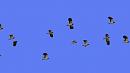 Click image for larger version. 

Name:	lapwing_flight-blue.jpg 
Views:	292 
Size:	17.9 KB 
ID:	10