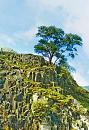 Click image for larger version. 

Name:	tree on rocks.jpg 
Views:	207 
Size:	266.0 KB 
ID:	1003