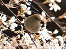 Click image for larger version. 

Name:	Blackcap_female_april_filtered_medium.jpg 
Views:	255 
Size:	276.4 KB 
ID:	101