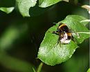 Click image for larger version. 

Name:	SH0796 - Bumble_bee Bombus_terrestris Worker.jpg 
Views:	178 
Size:	294.8 KB 
ID:	10104