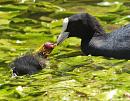 Click image for larger version. 

Name:	SH2446 -Coot Fulica_atra.jpg 
Views:	213 
Size:	417.9 KB 
ID:	10124