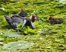 Click image for larger version. 

Name:	SH2513 -Coot Fulica_atra.jpg 
Views:	211 
Size:	337.7 KB 
ID:	10125