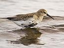 Click image for larger version. 

Name:	Calidris.jpg 
Views:	178 
Size:	10.0 KB 
ID:	10144