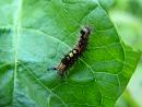 Click image for larger version. 

Name:	Vapourer moth caterpillar - Orgyia antiqua 3224 - SHRUNK.jpg 
Views:	896 
Size:	197.4 KB 
ID:	1015