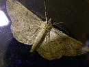 Click image for larger version. 

Name:	Moths Undercarriage 5565 - SHRUNK.jpg 
Views:	180 
Size:	193.4 KB 
ID:	1016