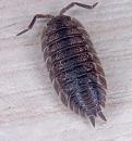 Click image for larger version. 

Name:	wood lice.jpg 
Views:	14107 
Size:	167.8 KB 
ID:	1031