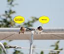 Click image for larger version. 

Name:	Hungry fledglings.jpg 
Views:	247 
Size:	125.4 KB 
ID:	10310