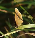 Click image for larger version. 

Name:	SH5480 -090703-ringlet.jpg 
Views:	183 
Size:	323.1 KB 
ID:	10381