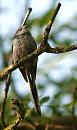 Click image for larger version. 

Name:	SH4836 -090702-Long tailed Tit - Aegithalos_caudatus.jpg 
Views:	147 
Size:	262.5 KB 
ID:	10395