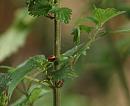 Click image for larger version. 

Name:	SH6349 -090706-ladybird pupae.jpg 
Views:	194 
Size:	285.8 KB 
ID:	10424