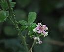 Click image for larger version. 

Name:	SH6385 -090706-bramble blackberry - Rubus_fruticosus.jpg 
Views:	202 
Size:	270.3 KB 
ID:	10426