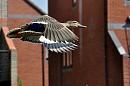Click image for larger version. 

Name:	mallard in flight2.jpg 
Views:	412 
Size:	396.7 KB 
ID:	10434