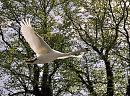 Click image for larger version. 

Name:	swan in flight2.jpg 
Views:	514 
Size:	399.7 KB 
ID:	10435