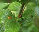 Click image for larger version. 

Name:	SH6823 -090707-ladybird.jpg 
Views:	205 
Size:	341.8 KB 
ID:	10442