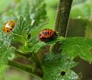 Click image for larger version. 

Name:	SH6838 -090707-ladybird.jpg 
Views:	183 
Size:	260.5 KB 
ID:	10443