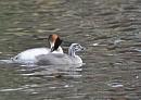 Click image for larger version. 

Name:	Crested Grebe and Baby.jpg 
Views:	467 
Size:	117.4 KB 
ID:	10450