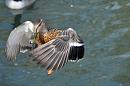 Click image for larger version. 

Name:	Female Mallard in flight.jpg 
Views:	506 
Size:	95.3 KB 
ID:	10452