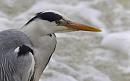 Click image for larger version. 

Name:	Heron On Caversham Weir.jpg 
Views:	242 
Size:	77.2 KB 
ID:	10453