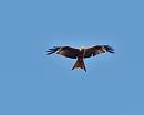 Click image for larger version. 

Name:	SH6454 -090706-Red Kite Milvus_milvus.jpg 
Views:	188 
Size:	336.6 KB 
ID:	10454