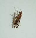 Click image for larger version. 

Name:	SH5048-Picture wing fly.jpg 
Views:	167 
Size:	262.6 KB 
ID:	10490