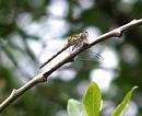 Click image for larger version. 

Name:	Southern Hawker poss..jpg 
Views:	238 
Size:	260.8 KB 
ID:	10502