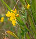 Click image for larger version. 

Name:	SH6953 -090708-Hairy Birdsfoot Trefoil-Lotus_subbiflorus.jpg 
Views:	228 
Size:	332.5 KB 
ID:	10539