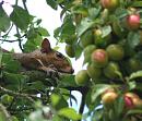 Click image for larger version. 

Name:	SH8869 -090712-squirrel.jpg 
Views:	133 
Size:	349.7 KB 
ID:	10562