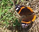 Click image for larger version. 

Name:	SH9105 -090714-Red Admiral Vanessa_atalanta.jpg 
Views:	128 
Size:	341.2 KB 
ID:	10575