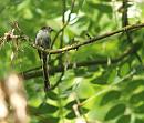 Click image for larger version. 

Name:	SH4886 -090702-Long tailed Tit - Aegithalos_caudatus.jpg 
Views:	160 
Size:	292.1 KB 
ID:	10587