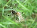 Click image for larger version. 

Name:	Spiders Meal2 5601 - SHRUNK.jpg 
Views:	436 
Size:	164.9 KB 
ID:	1059