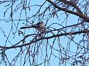 Click image for larger version. 

Name:	SH4331 - 20090324-Long tailed Tit - Aegithalos_caudatus.jpg 
Views:	153 
Size:	279.8 KB 
ID:	10600