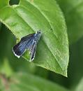 Click image for larger version. 

Name:	SH9750 -090718-Holly Blue - Celastrina_argiolus.jpg 
Views:	161 
Size:	298.3 KB 
ID:	10613