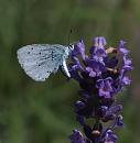 Click image for larger version. 

Name:	SH9685 -090718-Holly Blue - Celastrina_argiolus.jpg 
Views:	159 
Size:	351.7 KB 
ID:	10614