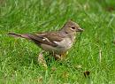 Click image for larger version. 

Name:	chaffinch_P7187774.jpg 
Views:	625 
Size:	244.0 KB 
ID:	10618
