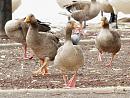 Click image for larger version. 

Name:	greylag_caversham2_filtered.jpg 
Views:	224 
Size:	225.6 KB 
ID:	1064