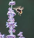 Click image for larger version. 

Name:	SH1196 -090723-Red-tailed bumble bee Bombus_lapidarius.jpg 
Views:	293 
Size:	243.2 KB 
ID:	10692