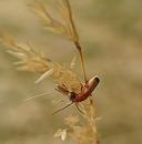 Click image for larger version. 

Name:	SH7829 -090710-Soldier Beetle Rhagonycha_fulva.jpg 
Views:	171 
Size:	246.9 KB 
ID:	10698