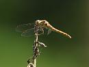 Click image for larger version. 

Name:	red-veined_darter__P7257915.jpg 
Views:	143 
Size:	155.7 KB 
ID:	10708