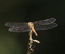 Click image for larger version. 

Name:	red-veined-darter_P7257928.jpg 
Views:	138 
Size:	183.8 KB 
ID:	10709