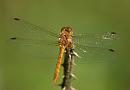 Click image for larger version. 

Name:	red-veined_darter_P7257953.jpg 
Views:	145 
Size:	120.8 KB 
ID:	10710