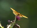 Click image for larger version. 

Name:	silver_washed_fritillary_P7257920.jpg 
Views:	165 
Size:	85.0 KB 
ID:	10720