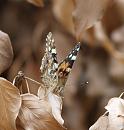 Click image for larger version. 

Name:	SH2253 -090727-Painted Lady - Vanessa_cardui.jpg 
Views:	199 
Size:	251.1 KB 
ID:	10726