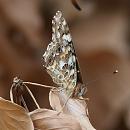 Click image for larger version. 

Name:	SH2275 -090727-Painted Lady - Vanessa_cardui.jpg 
Views:	195 
Size:	262.5 KB 
ID:	10727