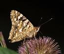 Click image for larger version. 

Name:	SH2865 -090727-Painted Lady - Vanessa cardui.jpg 
Views:	232 
Size:	365.8 KB 
ID:	10767