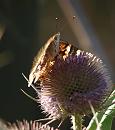 Click image for larger version. 

Name:	SH2735 -090727-Painted Lady - Vanessa cardui.jpg 
Views:	198 
Size:	366.9 KB 
ID:	10768