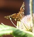 Click image for larger version. 

Name:	SH2824 -090727-Painted Lady - Vanessa cardui.jpg 
Views:	192 
Size:	239.8 KB 
ID:	10769
