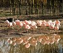 Click image for larger version. 

Name:	flamingos .jpg 
Views:	212 
Size:	322.5 KB 
ID:	1079